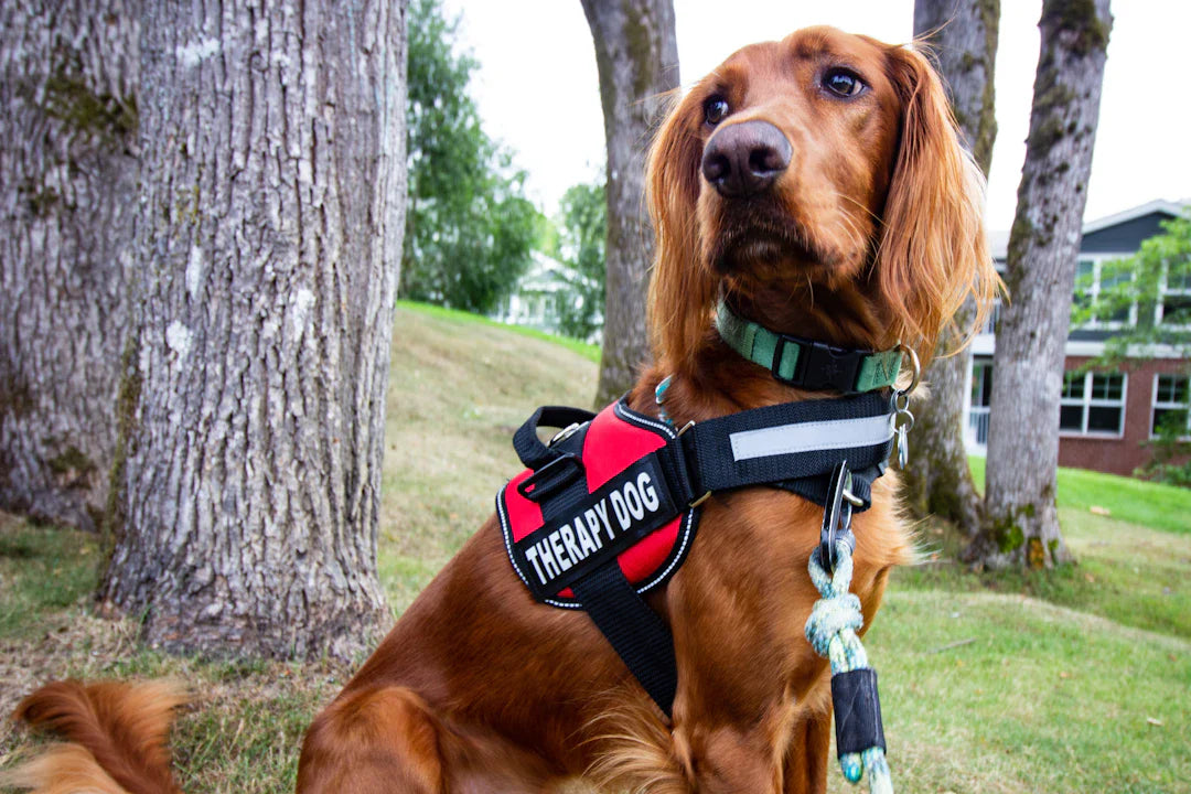 Enhance Your Dog's Recovery with Physical Therapy