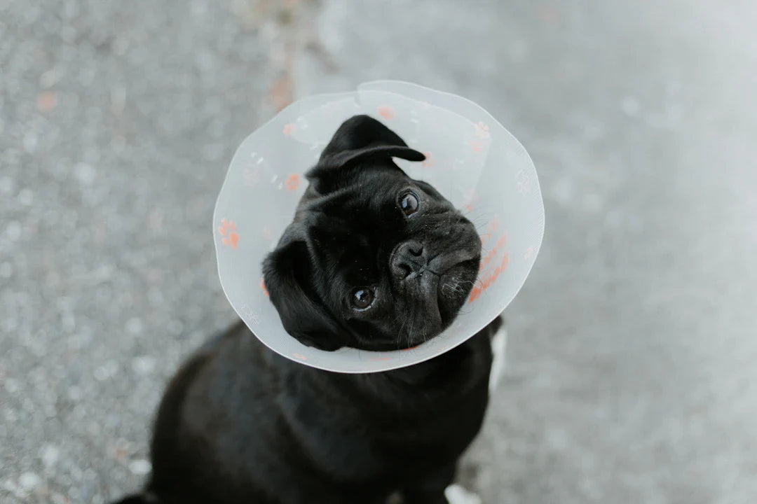 Is Your Dog in Pain Signs They Need Rehab