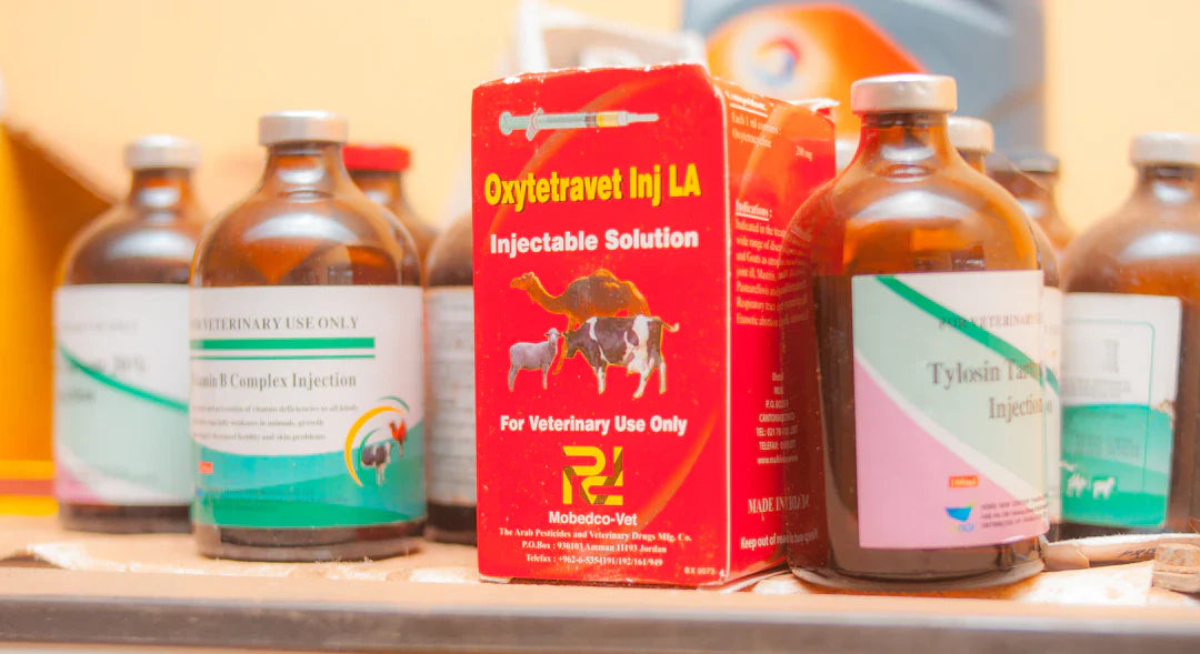 The Role of Supplements in Canine Recovery