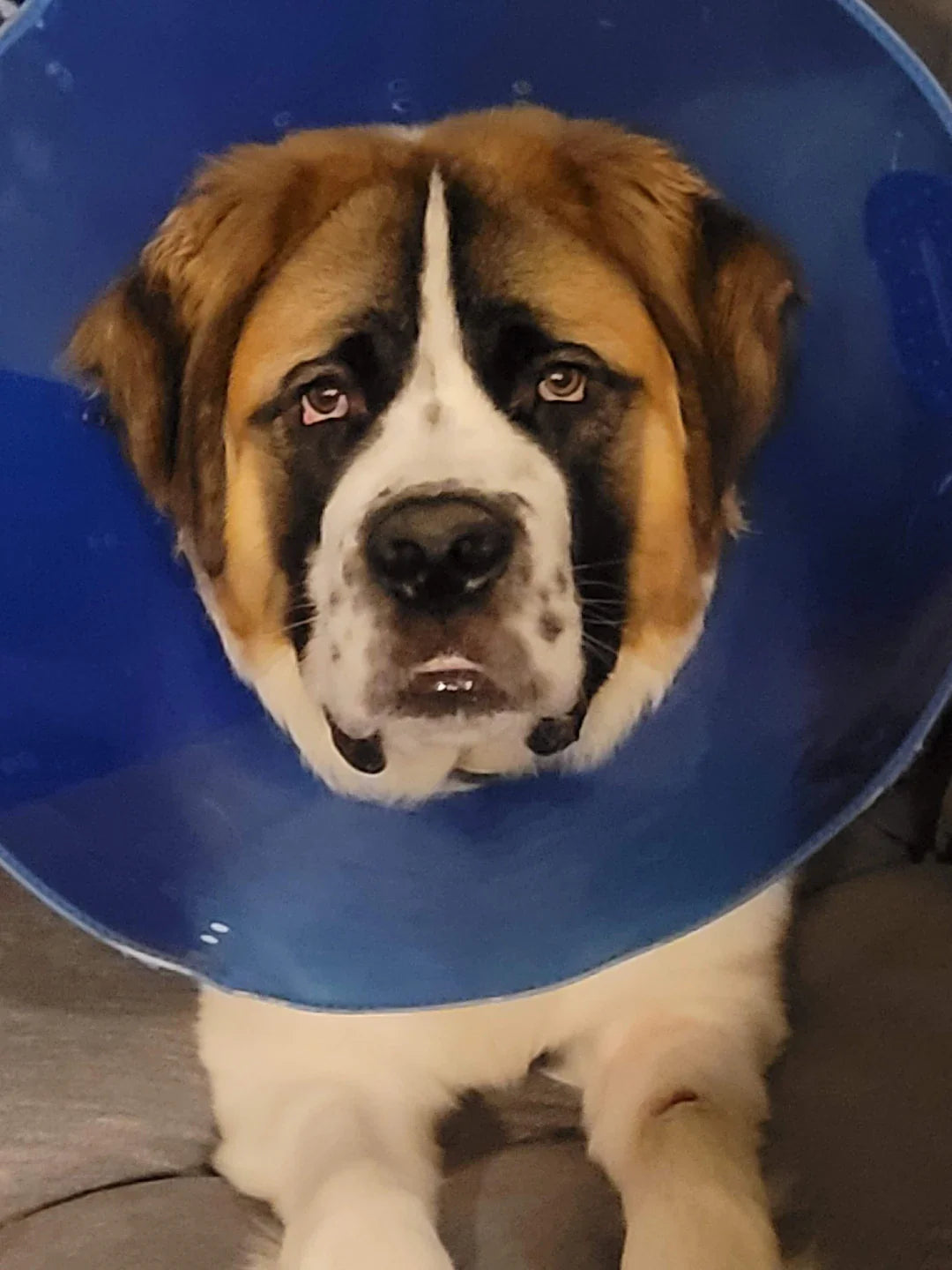 Creating a Safe Recovery Environment for Your Dog