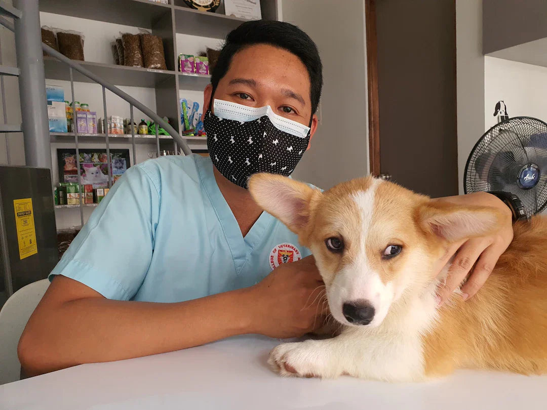 The Benefits of Alternative Therapies in Dog Recovery