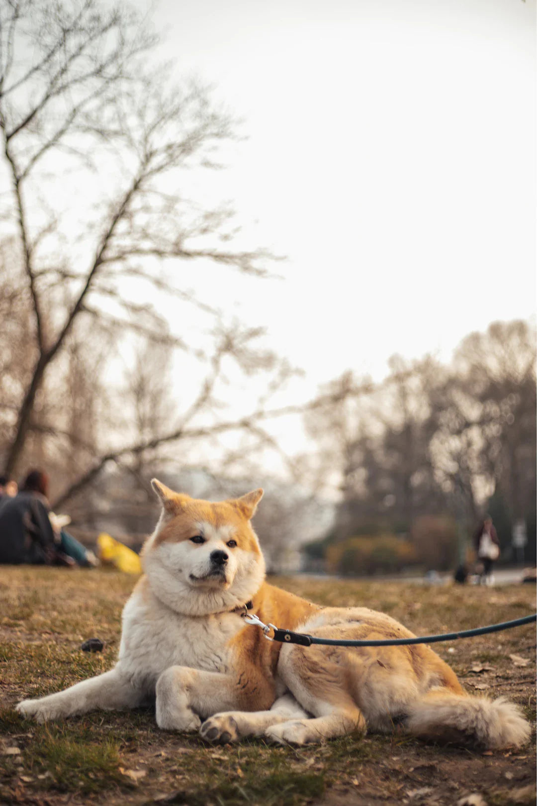 Unlocking Motivation Psychological Factors in Dog Rehab