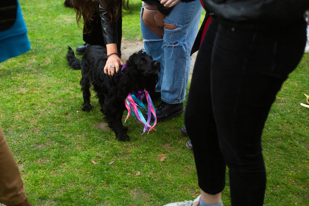 The Essential Role of Physical Therapy for Your Dog