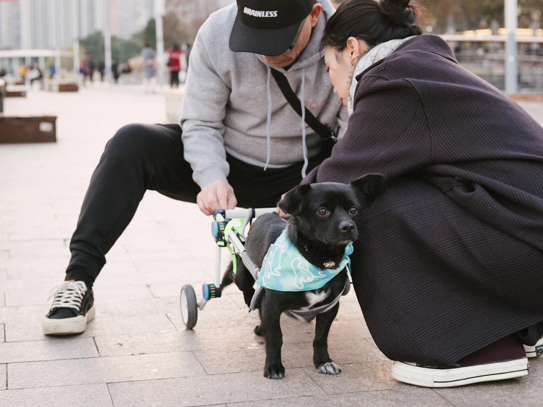 Boost Your Injured Dog's Mobility Top Exercises to Try