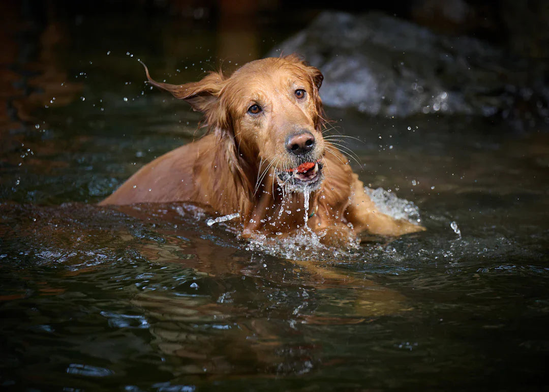 Hydrotherapy The Ultimate Solution for Dog Recovery
