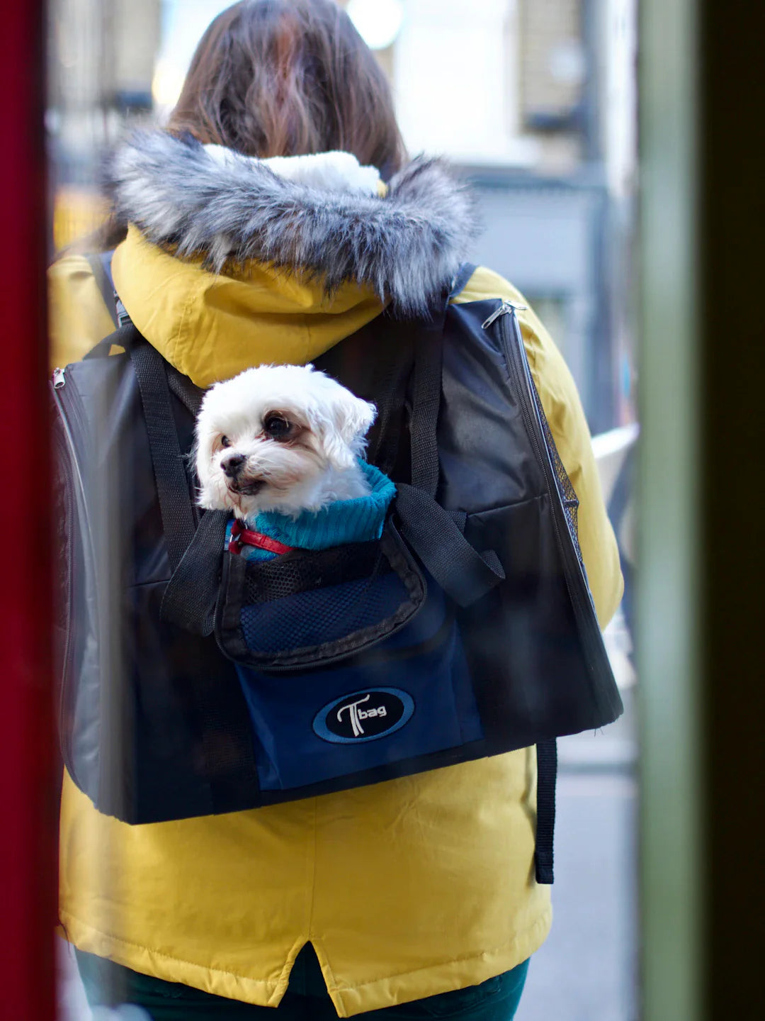 Supportive Mobility Solutions for Dogs in Rehabilitation