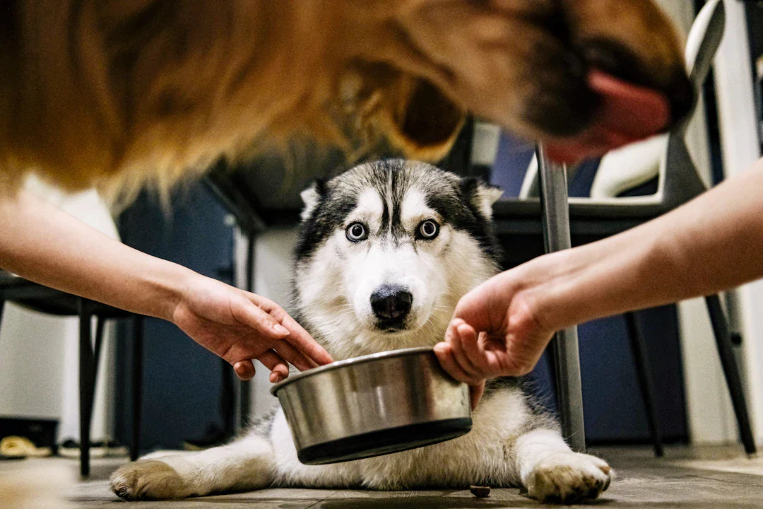 Setting Effective Rehabilitation Goals for Your Dog