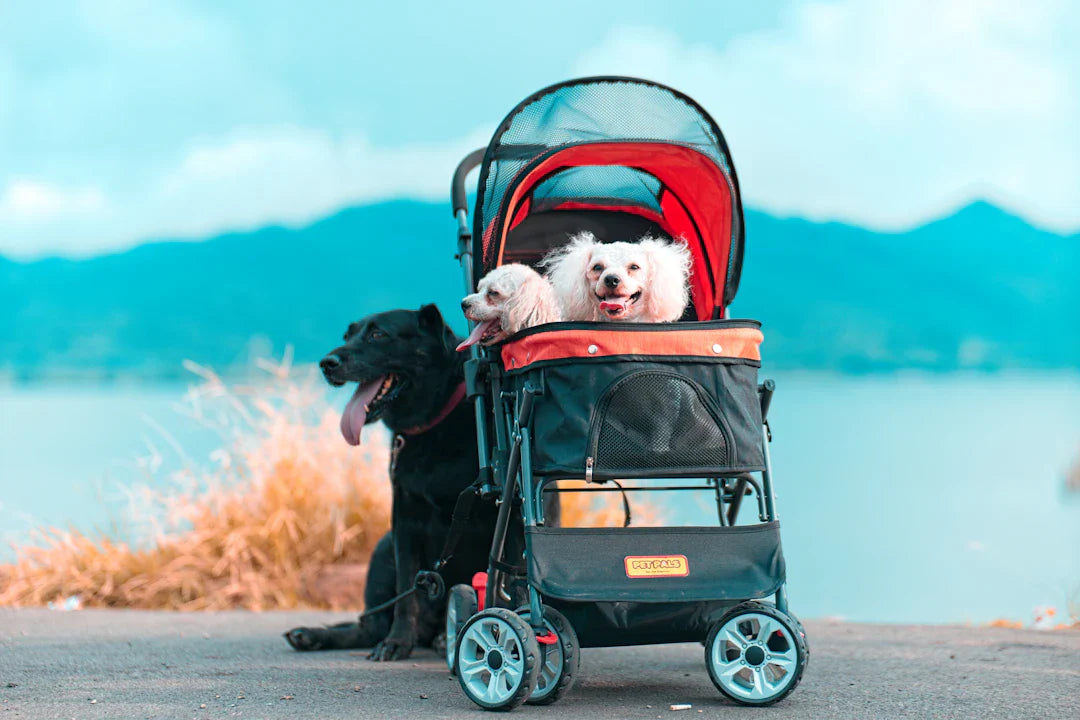Essential Mobility Aids for Small Dogs' Recovery