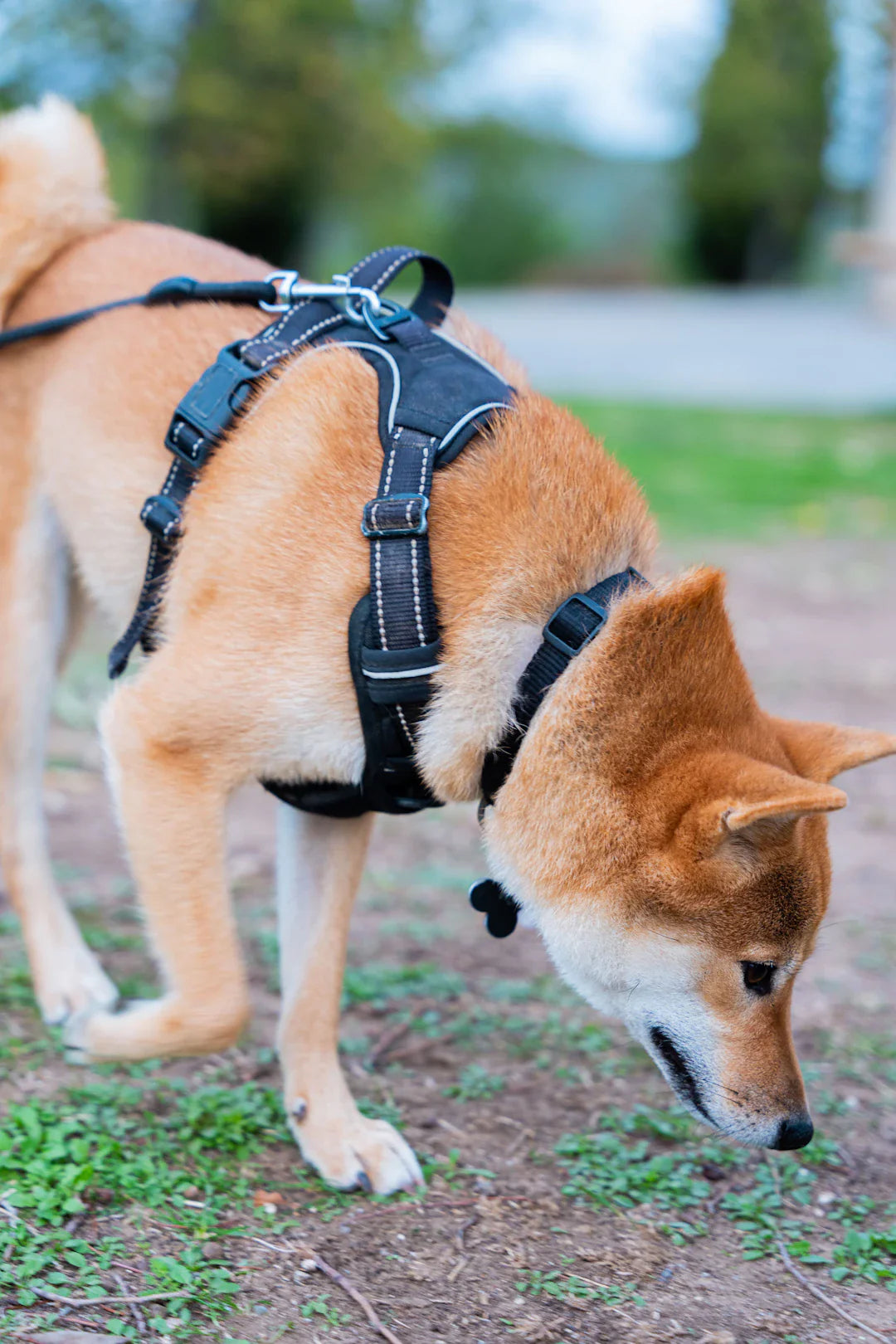 Supportive Harnesses for Senior Dogs to Aid Mobility