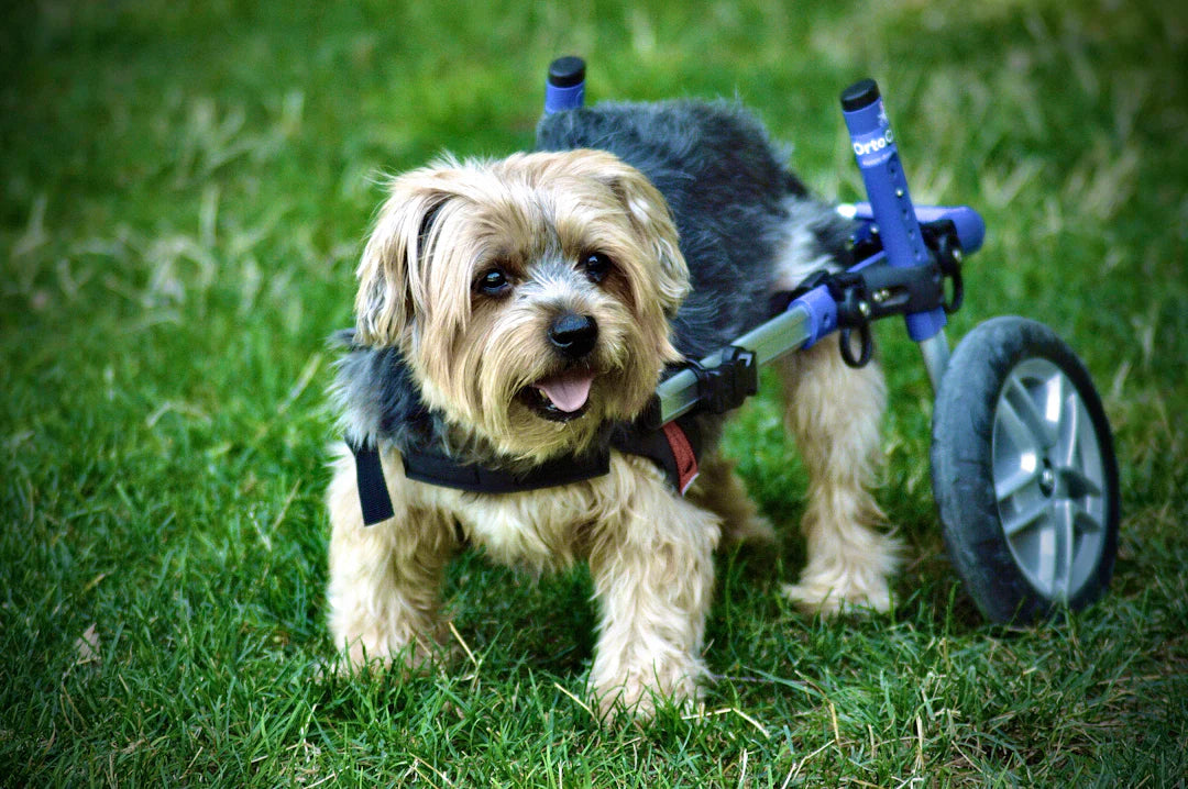 Front Leg Mobility Solutions for Disabled Dogs