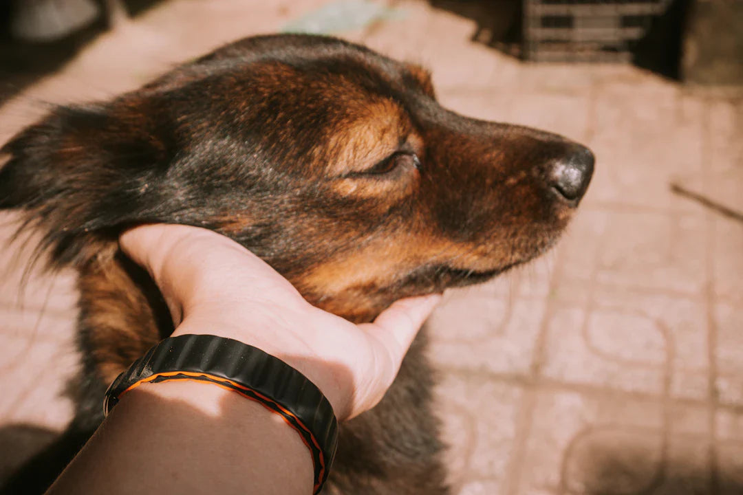 Unleashing Healing Canine Massage for Dog Rehabilitation