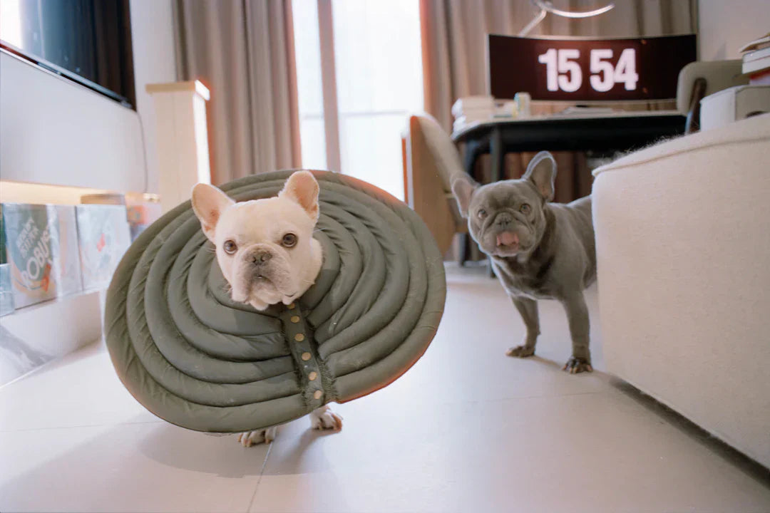 Understanding Dog Rehabilitation Your Guide to Care