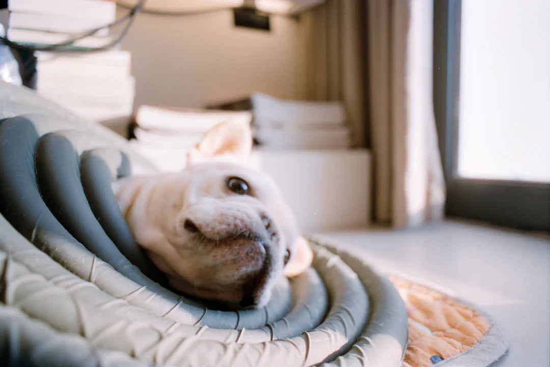 Find the Perfect Rehabilitation Program for Your Dog