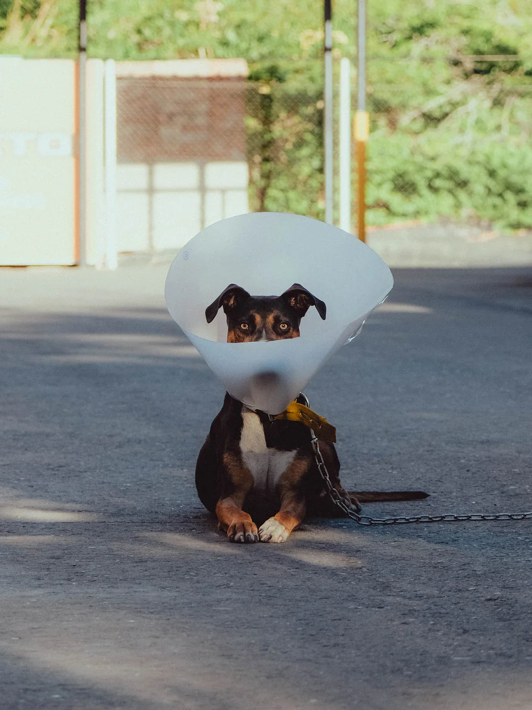Essential Guide to Common Dog Injuries Requiring Rehab