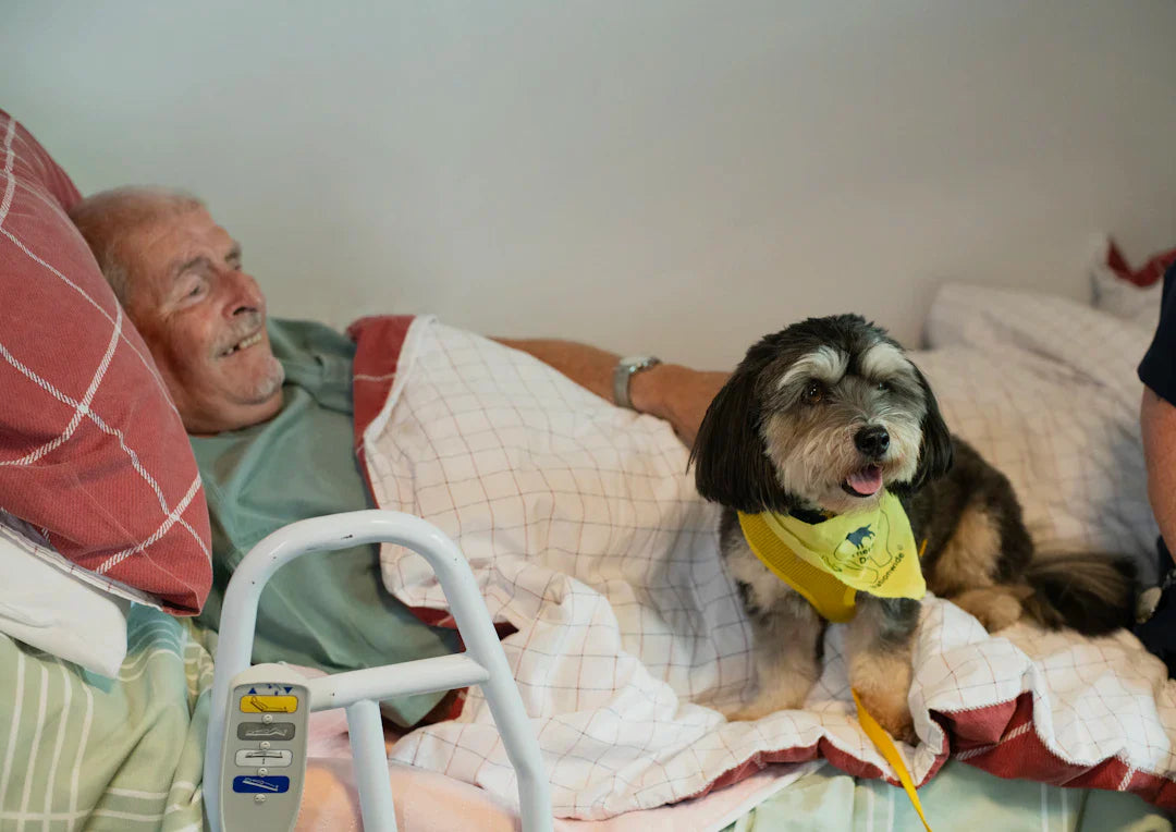 Effective Strategies for Managing Pain in Dogs During Rehab