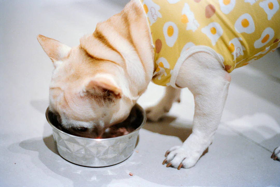 Nutrition Key to Your Dog's Recovery Journey