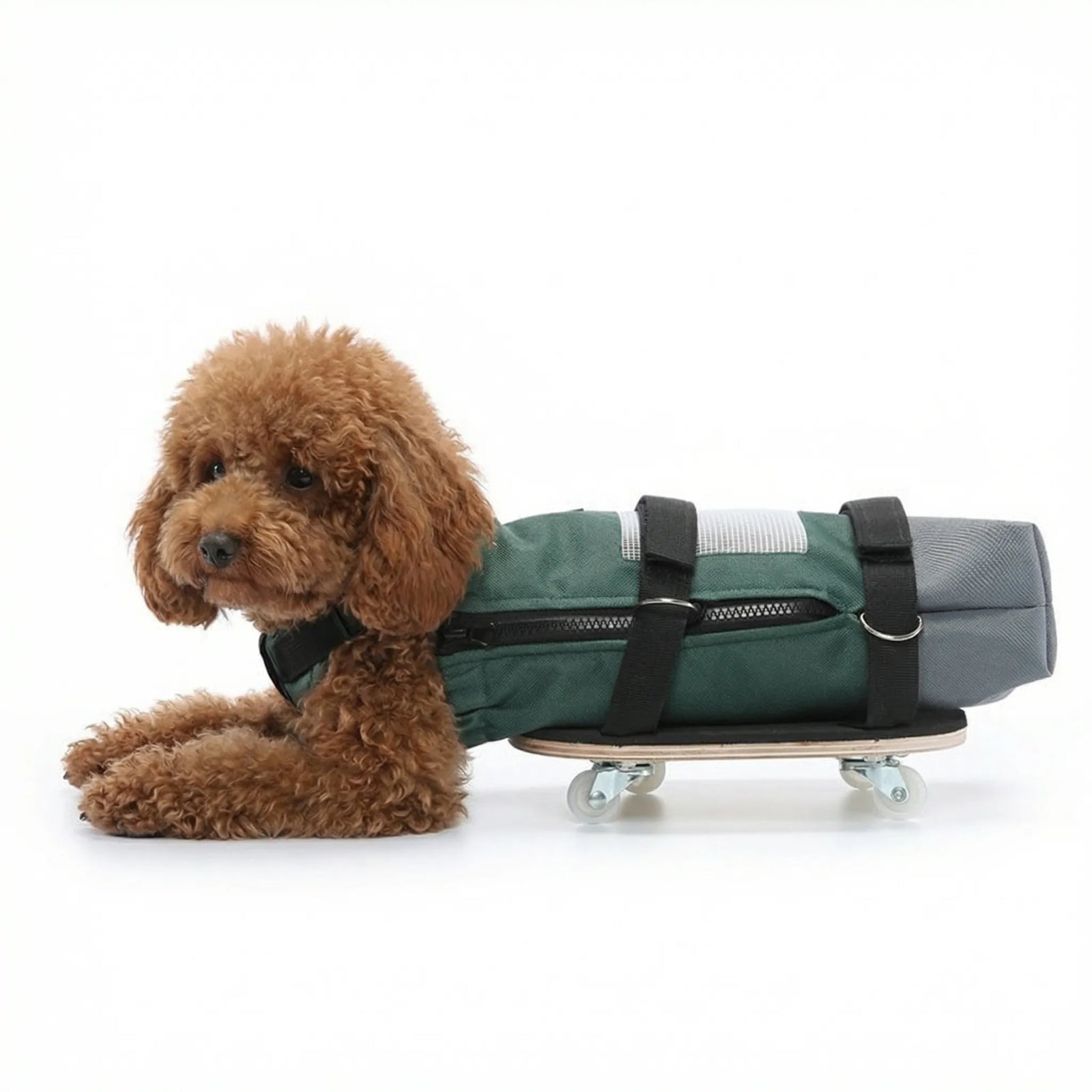 Small dog using a wheeled drag bag on a smooth indoor surface