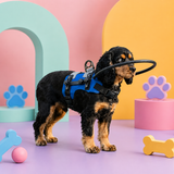 Adjustable Blind Dog Halo Harness with Bumper Ring