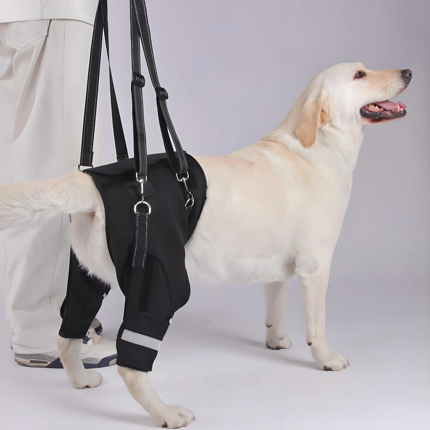 Dog wearing a rear lift support harness