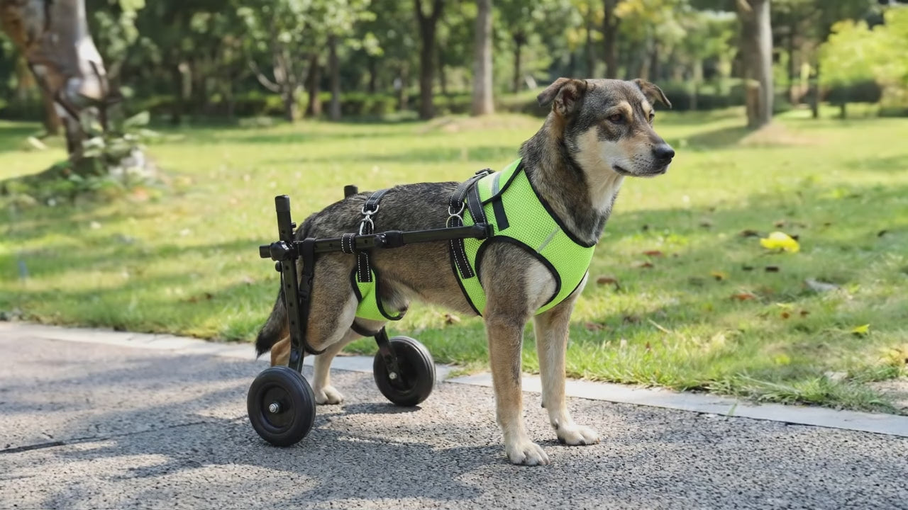 Adjustable Dog Wheelchair for Back Legs