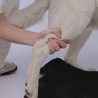 Dog Rear Lift Harness for Senior & Disabled Dogs – Hind Leg Support Sling for Arthritis, Injury & Post-Surgery Recovery